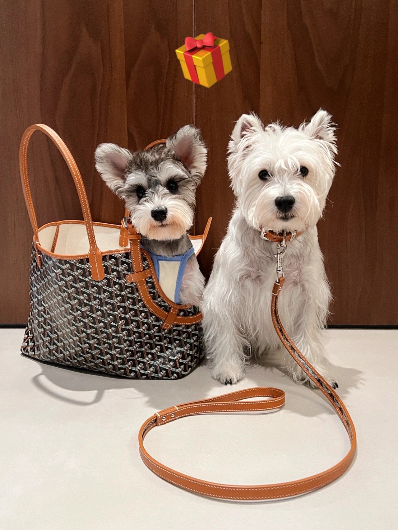 Gogy Designer Chevron Print Pet Carrier Tote Bag and Leather Dog Leash