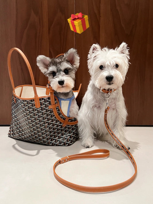 Gogy Designer Chevron Print Pet Carrier Tote Bag and Leather Dog Leash